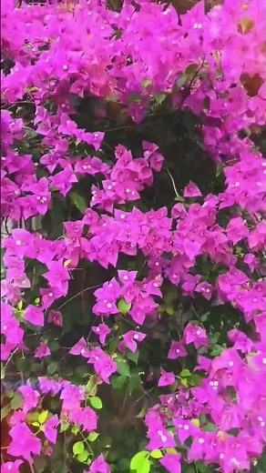 the most beautiful silhouette,🥀