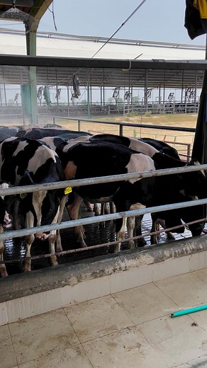 #dairyfarming | Dairy Diaries