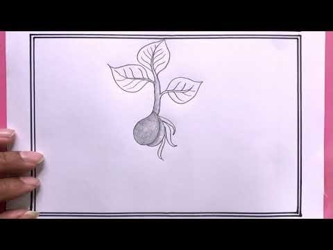 How To Draw Sprouted Seed Easy/Very Easy Sprouted Seed Drawing