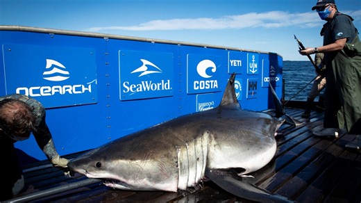 1,400-pound great white shark 'Breton' pings off Daytona Beach, Florida 3 times in one day