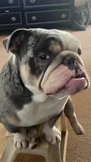 Funny Bulldogs Doing Silly Things