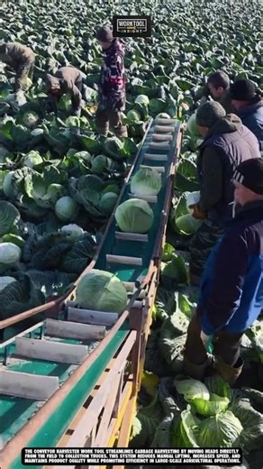 Best Harvesting cabbage field Work tool conveyor harvester #worktool