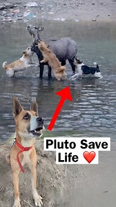 Stuck In Water Encounter 😔 | Pluto Street