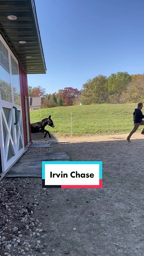 Irvin Chase: Funny Donkey Chasing Man Video