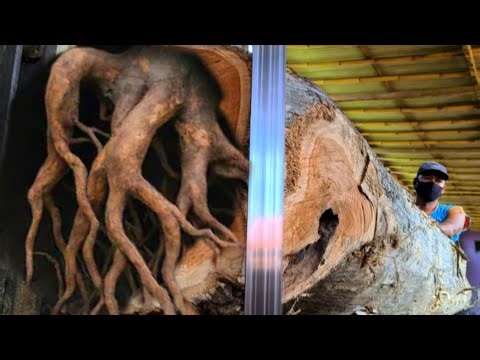 Sawing wood Monster beautiful veined at sawmill