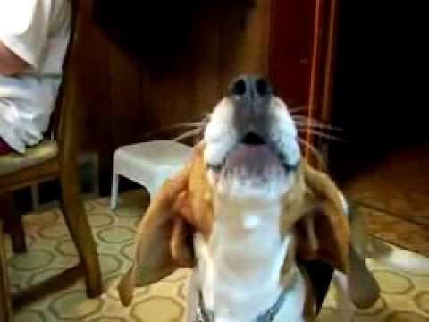 Beagle Howling/Singing Loudly