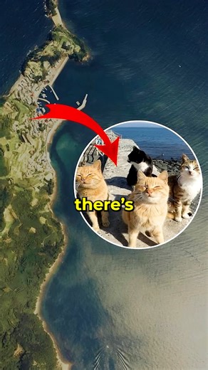 8.6K views · 118 reactions | The Cat Island! | Mr Scientific | Facebook