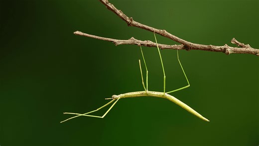 "Extraordinary Power Of Natural Selection": Convergent Evolution Found In Hundreds Of Stick Insect Species