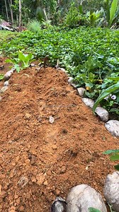 Planting new one🫶 | Alma Suaybaguio Olmedo