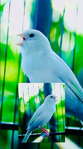 Best Canary Training | Canary Singing #galerikenariindonesia #birdsinging #canary #kenari3in1 #short