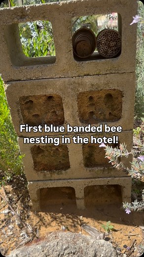 2.4K views · 196 reactions | First blue banded bee to use the ground nesting hotel!!! Ahhhh! #bluebandedbee #bughunt #nativebee #rewildingsuburbia #habitatgarden | Rewilding Suburbia | Facebook
