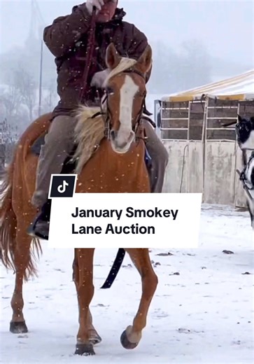 Exciting Highlights from Horse Auction Events