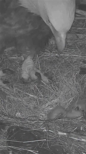 explore.org on Instagram: "Audacity's story of triumph had our hearts this year, and we all cheered at the first glimpse of her single eaglet, Betty Lou. We watched her grow and fledge, a symbol of hope for this eagle population that bounced back from being endangered. Vote for Betty Lou in our favorite moments poll at explore.org/contest"
