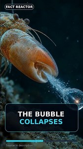 This Shrimp Shoots A Shockwave #Shorts