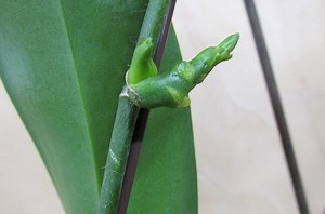 Keiki Paste vs Rooting Hormone:  What’s the difference?