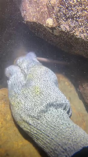 5K views · 46 reactions | #fishing #eels #deepsea #nemo #diving #lobster | Catch the Sea | Facebook