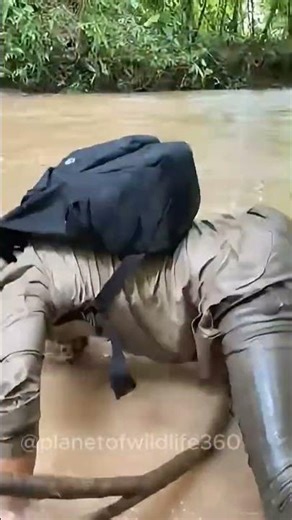 A kind man saves a baby monkey from a predator. Let's be kind and positive to each other. #monkey