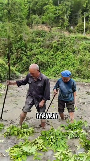 The secret to the fertility of rice paddies in China. #agriculture #gardening #smarttricks #inter...