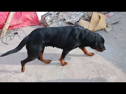 Female Rottweiler and chickens on a sunny day in winters/Mountain village/Strays Care anime usa uk