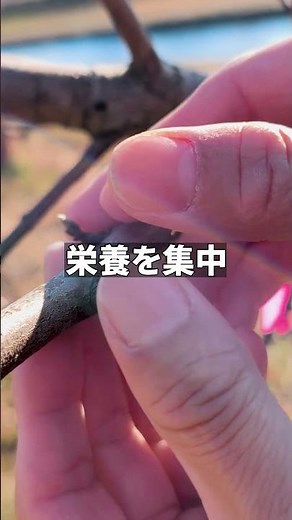 数を減らす＝手抜きじゃない。 甘さを集める準備🍑 #桃の育て方 #農家の知恵