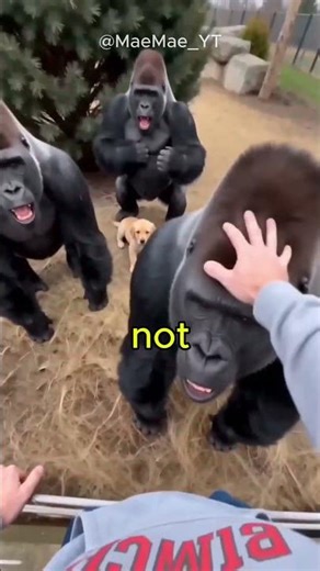 Gorilla SNATCHES puppy into enclosure #dogrescue #dogs