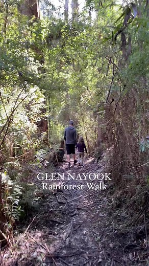 4.7K views · 73 reactions | Weave through giant tree ferns ,...