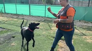 Meet Prince ❤️ A fun and lively boy who loves keeping busy and enjoys his food! He has a super playful personality and is a real character! He loves to play games with his favourite ball ⚽️ Learn more about Prince 👇 🔗 http://ow.ly/IzYN50OnfQW | 2nd Chance Dogs