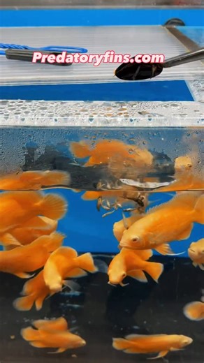 Predatory Fins ® | Rare & Exotic Fish Store on Instagram: "Merry Christmas, Fish Fam! 🎄🐟 Our tanks are LOADED with insane fish right now — and even bigger shipments are on the way! 🔥 Don’t miss out — grab your dream fish today at PredatoryFins.com 🎁 #aquarium #aquariumfish #aquariumhobby #monsterfish #fishtank"