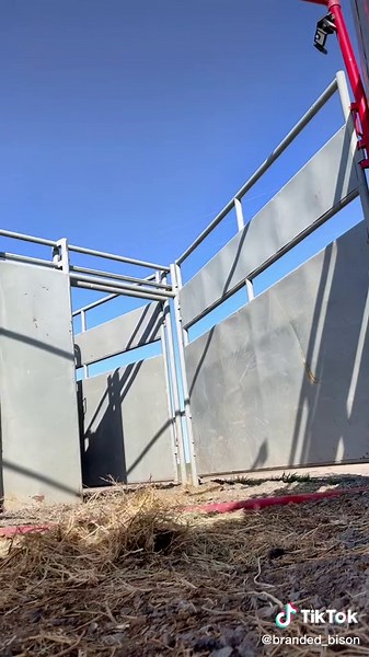 #hustlin #buffalosholdier #loadin #unloadin #bigbulls #bison #fyp #fypシ #cowboylife