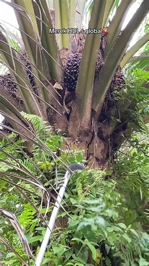 Discover Wan Sawit: The Global Leader in Palm Oil Harvesting