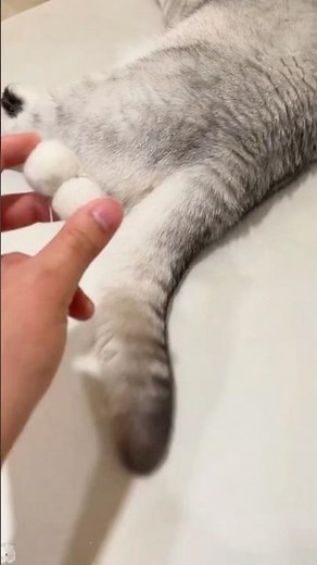 How to Comfort Your Cat After Spay Surgery?#animals #pets #lovestory #kitty #funny