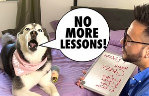 239K views · 19K reactions | Teaching My Husky How To Speak A NEW LANGUAGE! | Meeka The Husky | Facebook