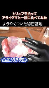 トリュフを拾ってアライグマと一緒に食べてみた 野食体験