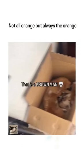 PAWS AND TOTS ✨ on Instagram: "The post features a 15-second video compilation of orange cats displaying exaggerated, clumsy behaviors like nursing kittens awkwardly or staring blankly, overlaid with repeating text "That is a GROWN MAN" and skull emojis to humorously anthropomorphize their "dudebro" antics. Caption "Not all orange but always the orange" parodies the "not all men" internet meme, reinforcing the cultural stereotype of ginger cats as chaotic and masculine, a trope popularized in on