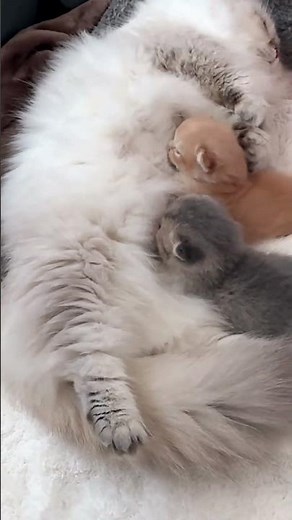 Adorable Kittens Wiggle Their Ears While Nursing#kitten #ragdoll #nursing #ears #cute