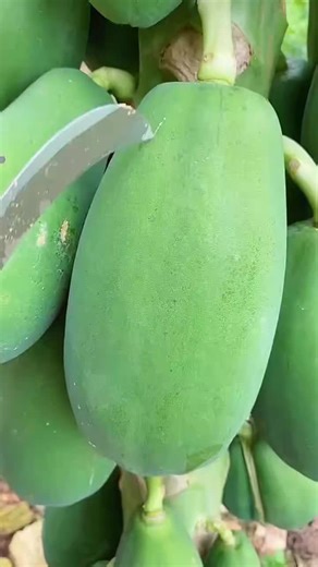 Astonishing Naturally Grown Fruits on TikTok