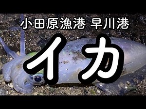 第75話 イカ到来 早川港産のイカ公開【小田原漁港 早川港】