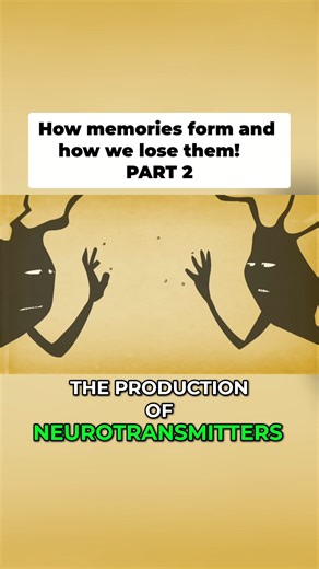 MindBodyBoostr on Instagram: "How memories form and how we lose them! PART 2 original video: TED-Ed #MemoryLoss #AgingBrain #Neuroscience #BrainHealth #MemoryCare #ScienceFacts"