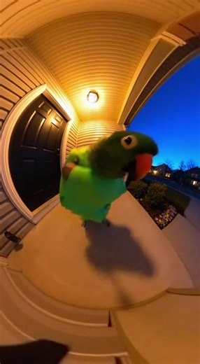 papagaio dançando hip hop #hiphop #papagaio #dance #foryou #fyp