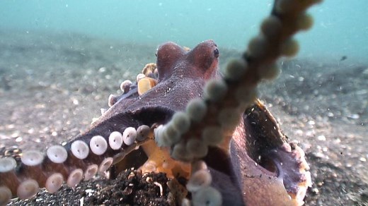 What is octopus ink—one of nature's most powerful defense mechanisms—actually made of? http://bit.ly/1qq1p4v | National Geographic