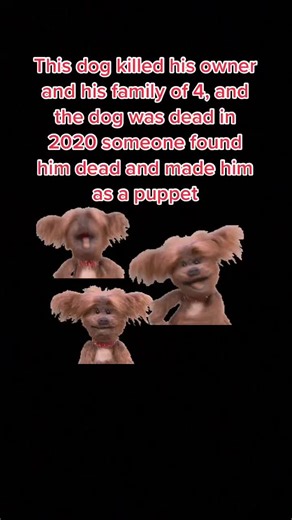 You can find this dog in YouTube it is called Cbeebies | dog