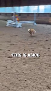 Meet Alice — a little miracle who refuses to be anything but happy. 💙 Nothing slows this girl down. She runs, she plays, she lights up every room she enters. Alice has MegaE, a condition that simply means she eats her meals sitting up and gets her medicine with her food. That’s it. A little extra care… for a whole lot of love. 🐾 And this is why we do what we do. These are the dogs we say “yes” to — the ones who need someone to believe in them. The ones who deserve a chance to grow, to heal, to