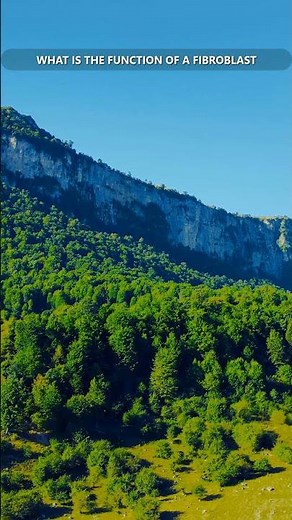 What is the function of a fibroblast?