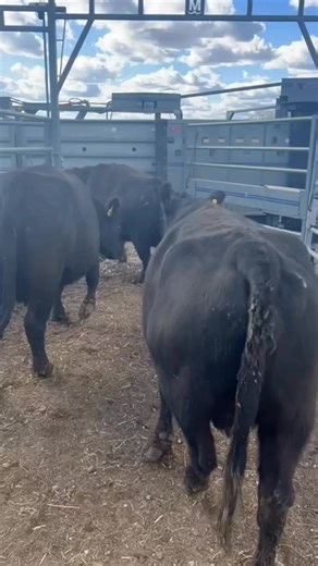 Remote controlled pressure return alley with Turretgate. Safety First #silencerchutes #eatbeef #farmlife #feedlot #ranchlife #beefcattle #anguscattle #cattle #cattlemen #ranching #cowcalf #cattlewomen #vetmed #cowboyup #beefitswhatsfordinner #turretgate #familyfarm #calvingseason #cattlestation | Moly Manufacturing Livestock Equipment