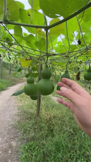 Lacquer Legacy: The Art of the Chinese Wine Gourd