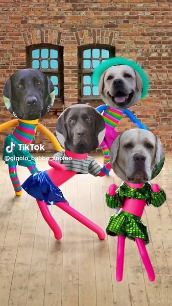 Labrador Dog Dancing Trend Videos