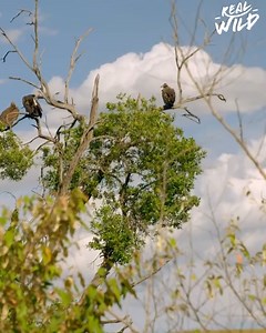 341K views · 1.3K reactions | A hyena's neck allows its jaws to break through bone, making them one of the few animals that actually digest them. We follow a pack of hyenas as they attempt to snatch prey from a pride of lions. | Real Wild | Facebook
