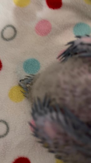 45K views · 3.1K reactions | Guess who is the first to get their tail feathers through.. you guessed it.. Mabel Owen Wrigglebum 藍How gorgeous are Bruce and Oscar.. laid back, growing like weeds! So proud of them.. all 3 are stunning! ❤️殺 | Macaws And More | Facebook