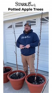 Columnar apple trees, also known as urban or spire apple trees, are a popular choice for small gardens or for those who want to grow fruit in limited spaces. 🍏 These trees have a tall, narrow shape that resembles a column and can grow up to 10 feet tall. To keep the tree healthy and productive, it is important to prune it regularly. Luckily, with the size of these trees, it's quite simple! Check out our YouTube for the latest pruning video. #columnarapples #urbantrees #containergardening | Star