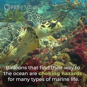 Nearly all seven species of sea turtles are endangered. Find out how you can help. | Nature | PBS